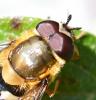 Syrphus torvus